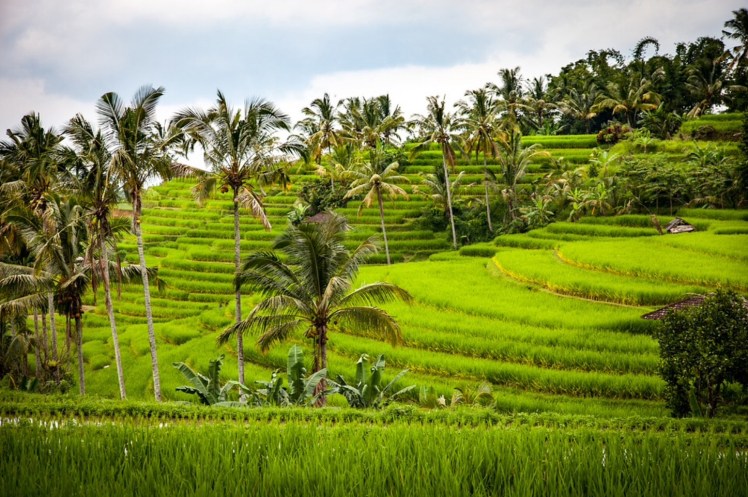 Terraced-rice-fields-of-Bali-near-Ubud