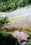 Bali-Rice-Fields-and-Terraces