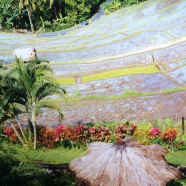 Bali-Rice-Fields-and-Terraces