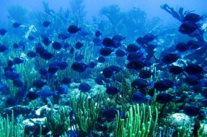 Travel-Cutie-diving in Sipadan Island during visit to Borneo Malaysia free Hotel Le Meridien Kota Kinabalu