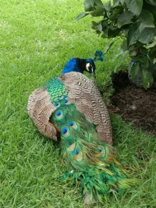 One of many pretty peacocks lounging around at the Museo Casa Dolores Olmedo
